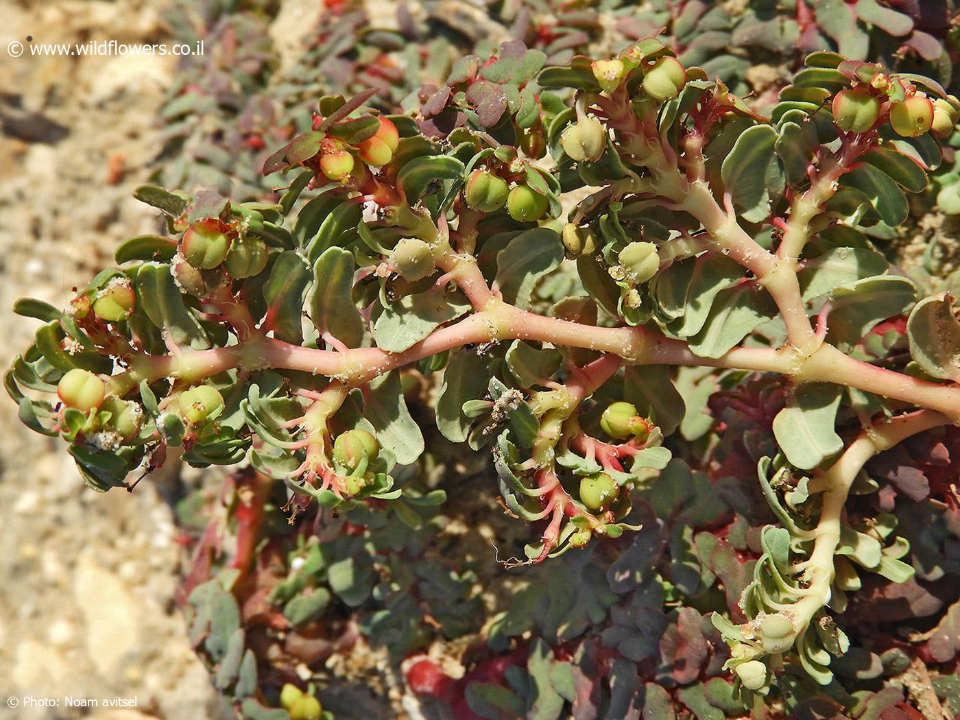 Euphorbia peplis